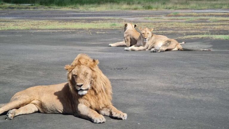 From Arusha:The 4-Day Safari Expedition to Tarangire & Ndutu - The Value of the Experience
