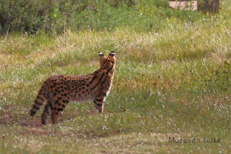 From Bale Mountains: 6-Day Guided Trekking Adventure - What Sets This Tour Apart?