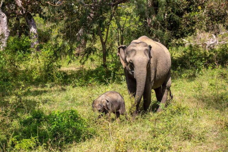 From Bentota: Elephant Transit Camp and Udawalawe Safari - The Value of This Tour