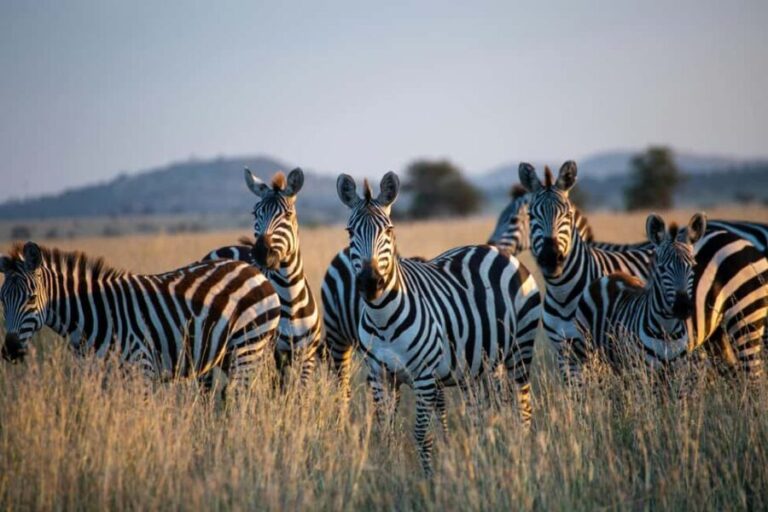 From Cape Town: 2-Day Garden Route Safari - The Sum Up