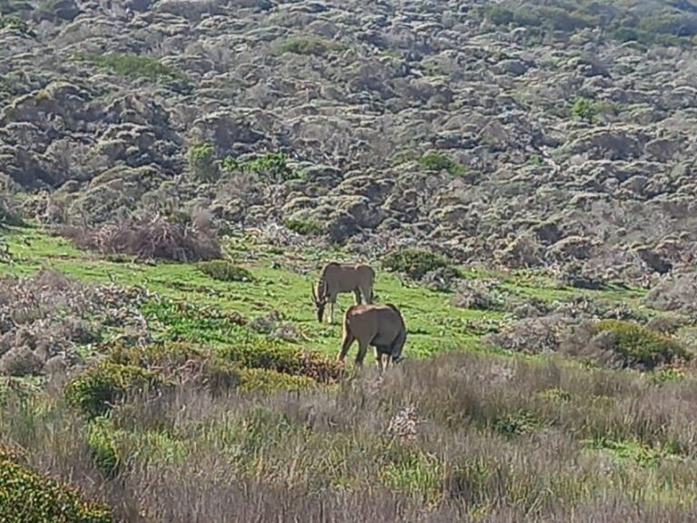 From Cape Town: Aquila Game Reserve Safari Tour with Lunch - Wildlife and Landscape: What You’ll See
