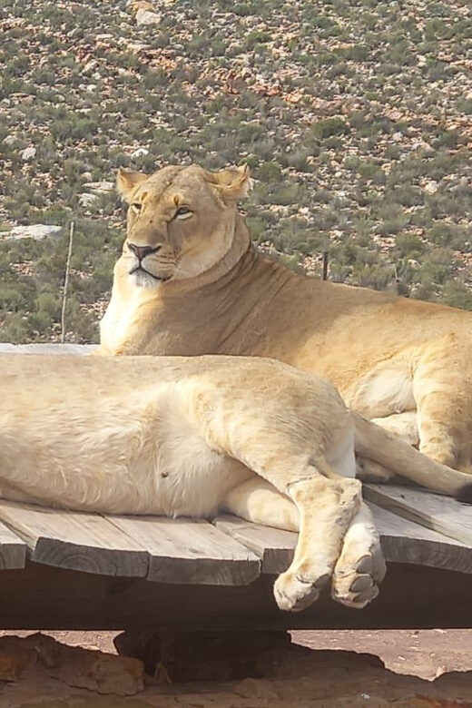 From Cape Town: Aquila Game Reserve Sunset Game Drive - What’s Included and What’s Not