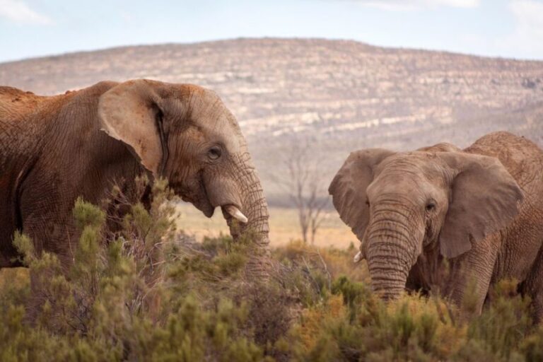 From Cape Town: Big Five Sunset Safari incl. Transportation - The Experience in Context