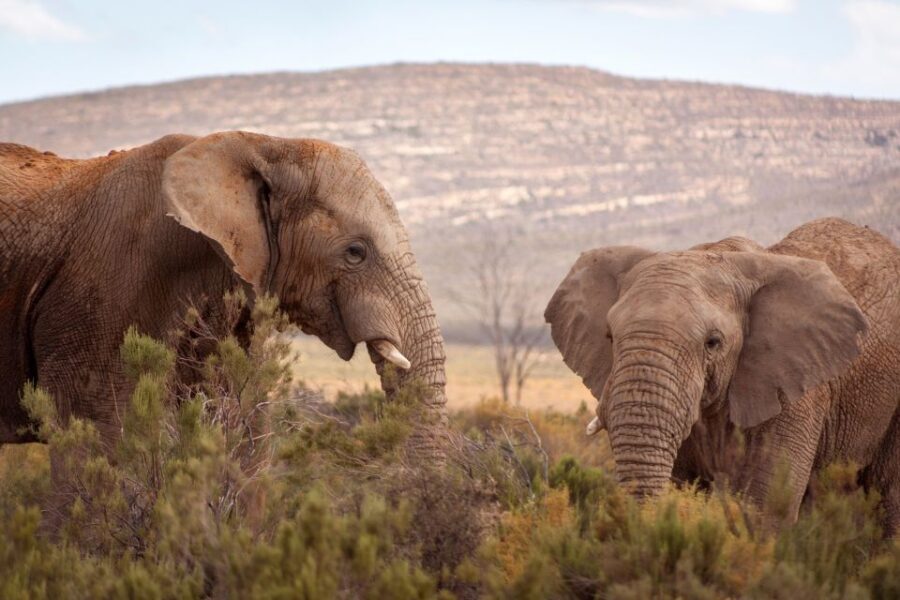 From Cape Town: Big Five Sunset Safari incl. Transportation - The Experience in Context