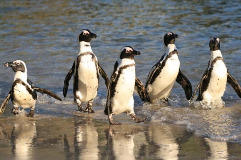 From Cape Town: Cape Agulhas, Penguins, Wine Tasting Tour - Transport & Comfort