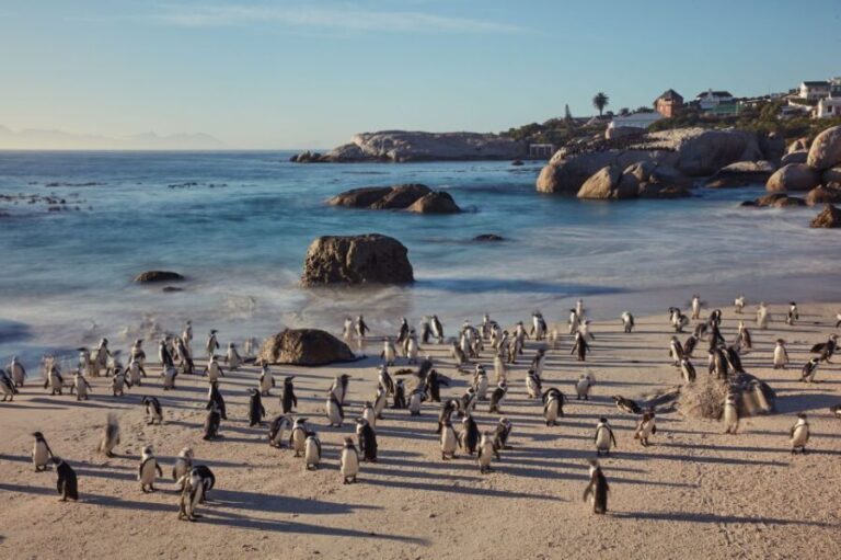 From Cape Town: Cape Point and Boulders Beach Full-Day Tour - What Makes This Tour Stand Out?
