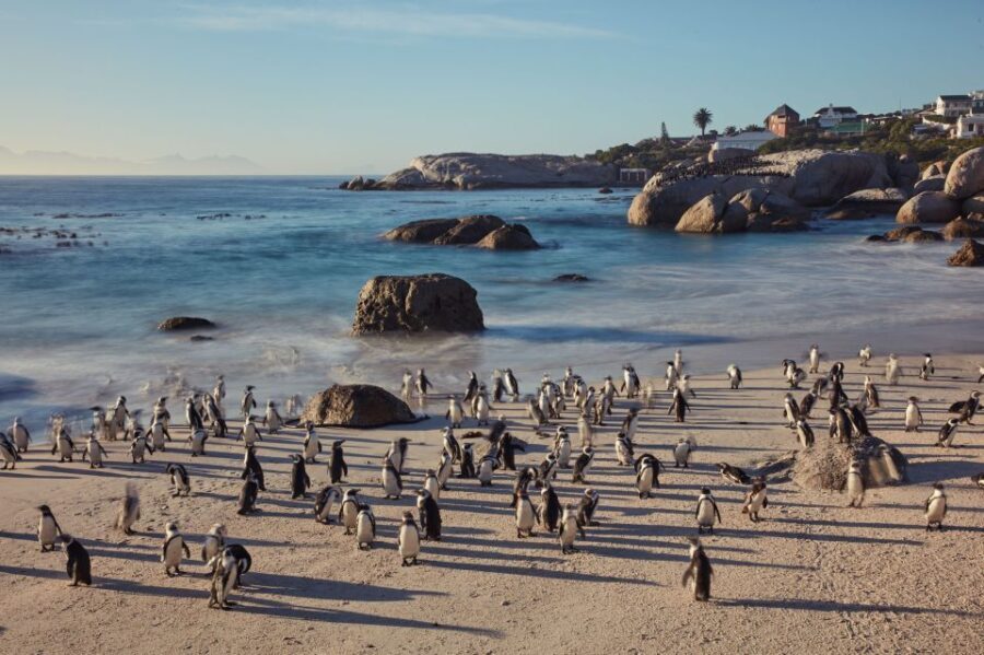 From Cape Town: Cape Point and Boulders Beach Full-Day Tour - What Makes This Tour Stand Out?