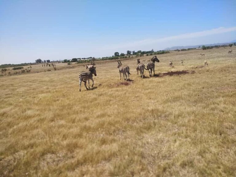 From Cape Town: Cape Winelands with a Game drive - Exploring Stellenbosch and Franschhoek