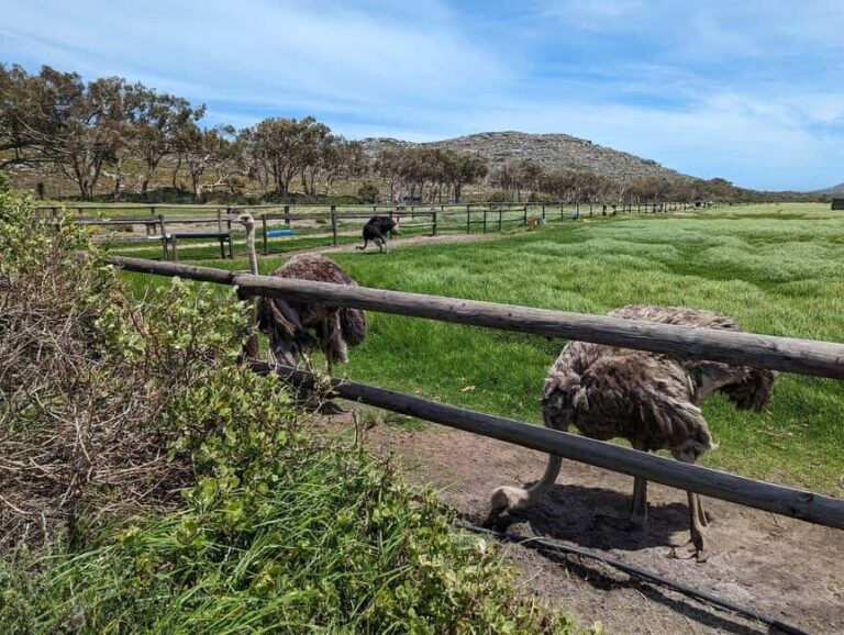 From Cape Town: Full-Day Cape Point & Boulders Penguins Tour - What the Tour Means for You