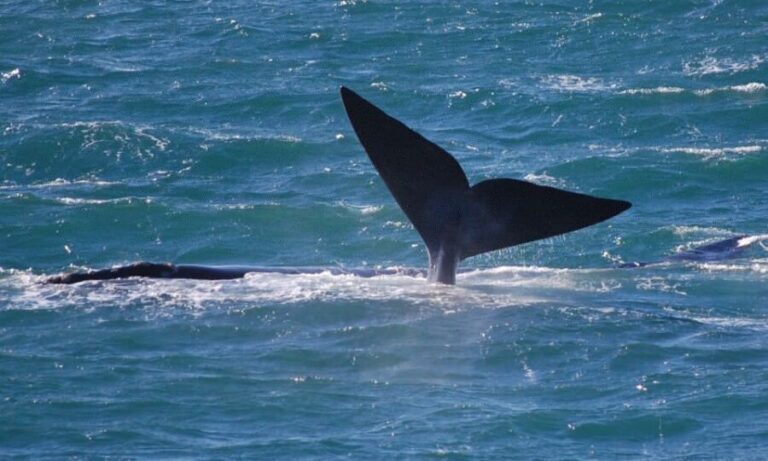 From Cape Town: Full Day Hermanus Whale Watching Tour - Practical Tips for Travelers