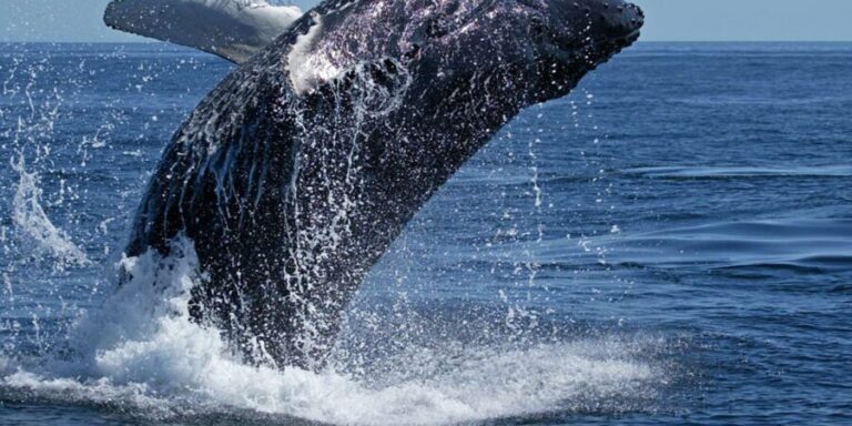 From Cape Town: Full Day Tour to Hermanus - What Does the Price of $103 Buy You?