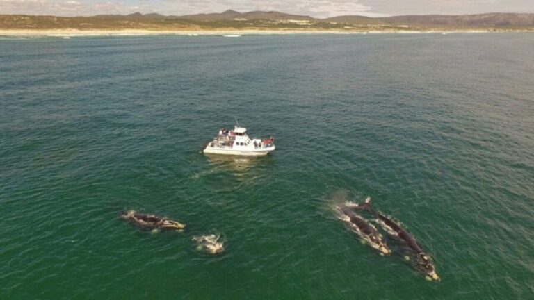 From Cape Town: Hermanus Whale Watching Boat Trip - The Bottom Line: Is It Worth It?