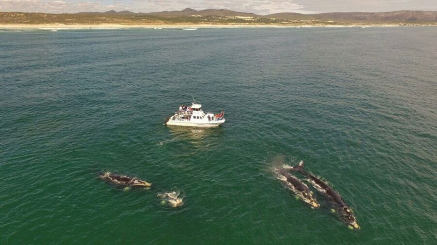 From Cape Town: Hermanus Whale Watching Boat Trip - The Bottom Line: Is It Worth It?