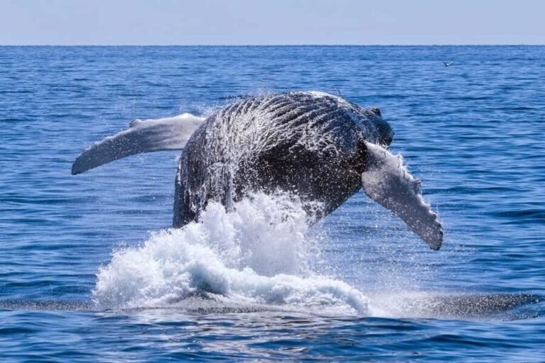 From Cape Town: Hermanus Whale Watching Full Day Tour - The Scenic Coastal Drive