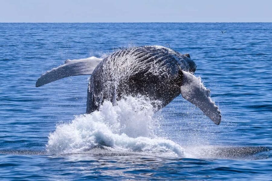 From Cape Town: Hermanus Whale Watching Full Day Tour - The Scenic Coastal Drive