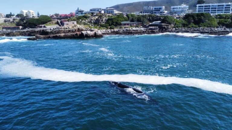 From Cape Town: Hermanus Whale Watching Tour with Boat Trip - The Value of This Tour