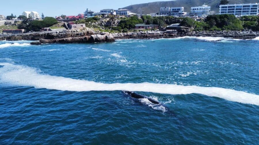 From Cape Town: Hermanus Whale Watching Tour with Boat Trip - The Value of This Tour