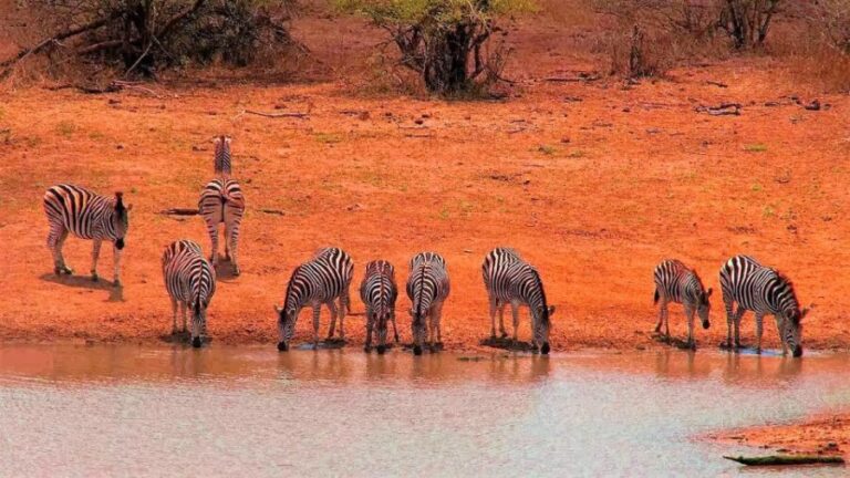From Cape Town: Kruger National Park 2-Day Safari Trip - What Sets This Tour Apart?