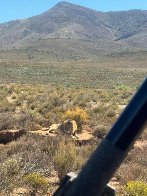 From Cape Town: Safari & Wine Tour - Analyzing the Value