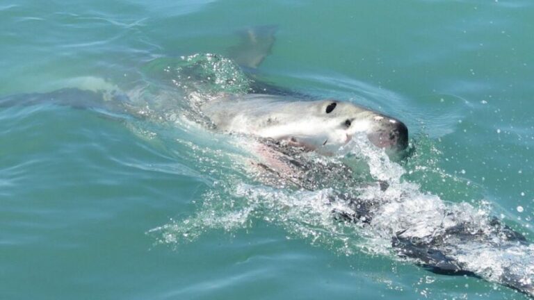 From Cape Town: Shark Cage Diving and Penguin Tour - A Deep Dive into the Tour Experience