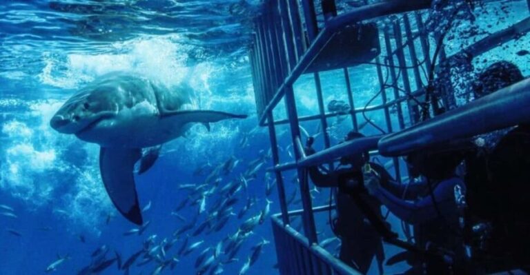 From Cape Town: Shark Cage Diving and Penguin Tour - The Experience from a Traveler’s Perspective
