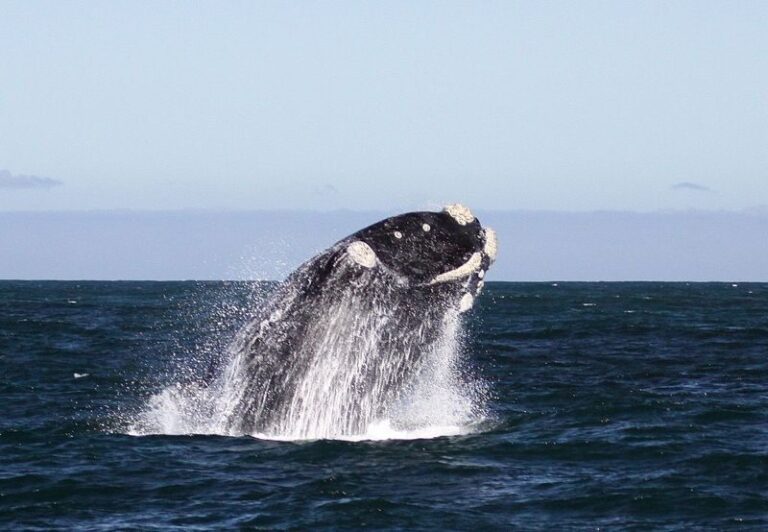 From Cape Town: Whale Watching Tour in Hermanus and Gansbaai - The Sum Up