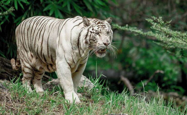 From Cebu City: Cebu Safari and Adventure Park Day Tour - The Bottom Line: Who Should Consider This Tour?