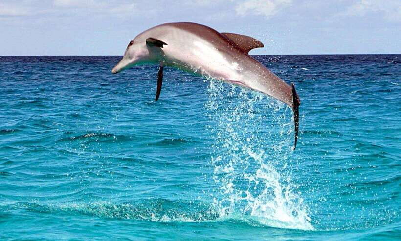 From Cebu:Pamilacan, Virgin Island, Dolphin Watching & Lunch - Who Should Consider This Tour?