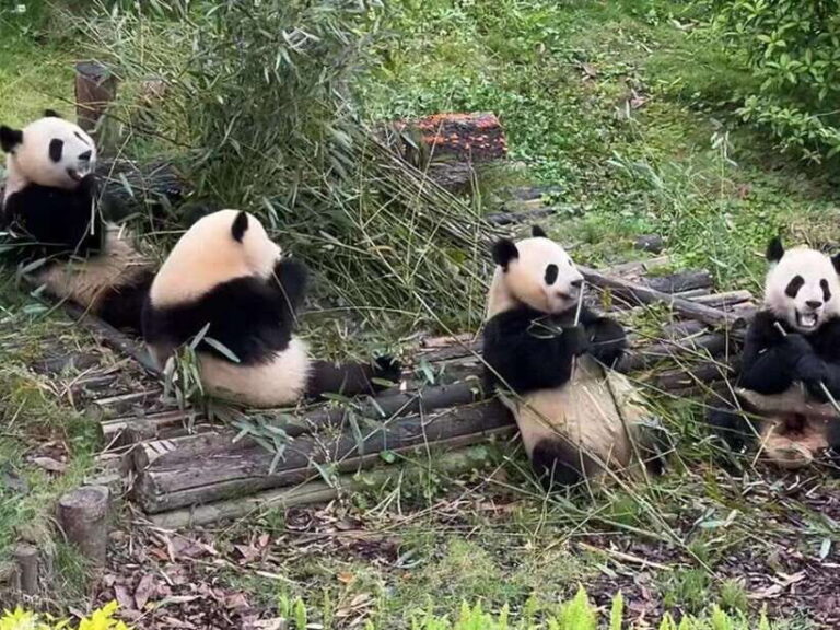 From Chengdu: Leshan Giant Buddha and Panda Base Day Trip - The Value of This Tour