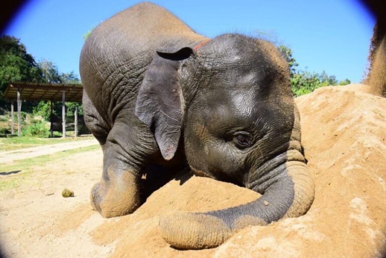 From Chiang Mai: Elephant Care Program and Nursery Tour - What Makes This Tour Stand Out?