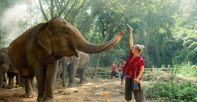 From Chiang Mai: Kerchor Eco Elephant Park Tour - Bathing the Elephants