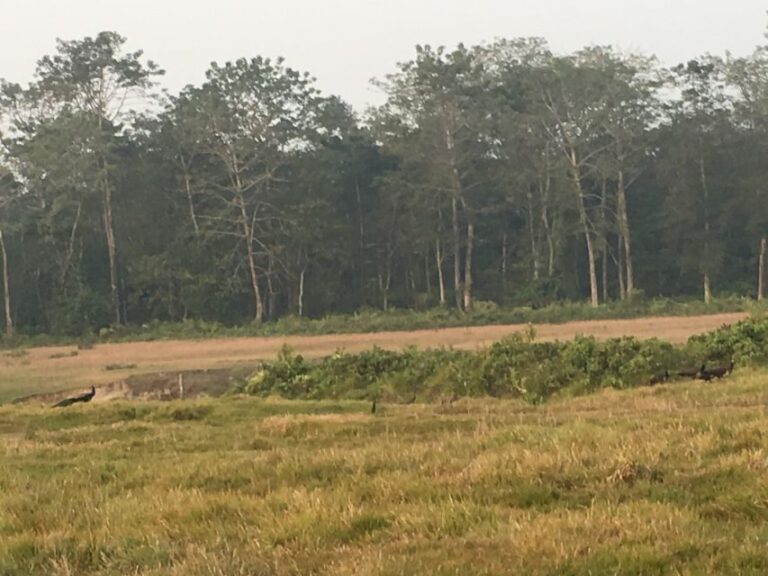 From Chitwan: Full Day Jeep Safari in Chitwan National Park - The Experience of a Guided Jeep Safari