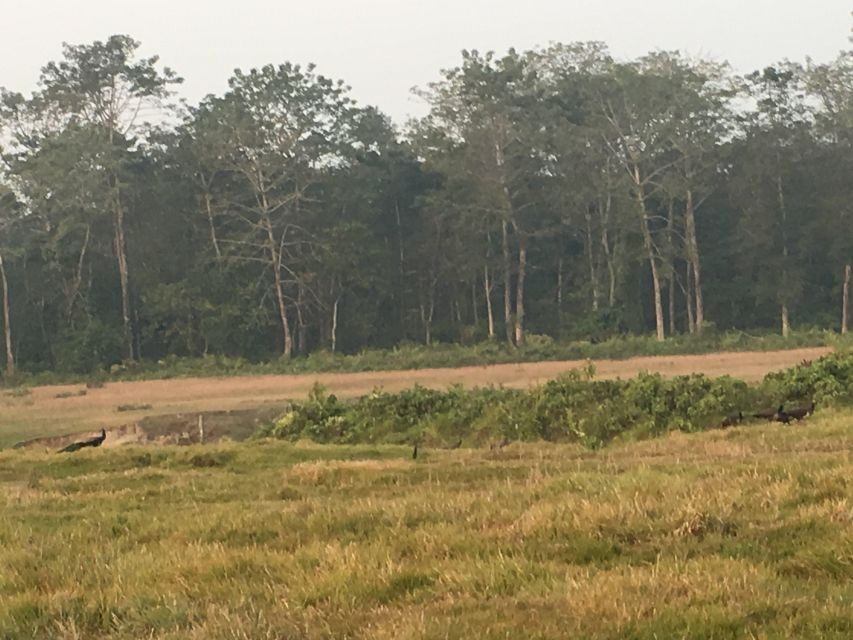 From Chitwan: Full Day Jeep Safari in Chitwan National Park - The Experience of a Guided Jeep Safari