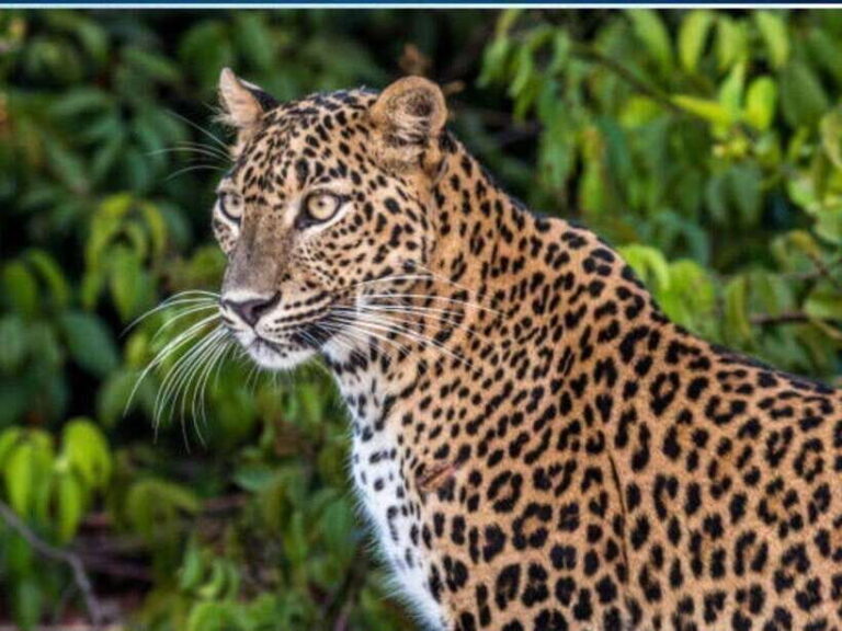 From Colombo: 2-Day Trip to Arugam Bay with Yala Safari - What’s Included and What’s Not