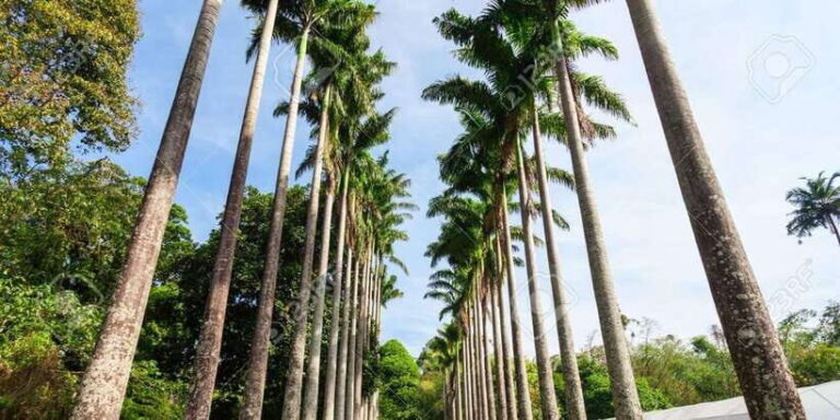From Colombo : Day Trip to Kandy/ Pinnwala/ Royal Gardens - Royal Botanical Gardens, Peradeniya