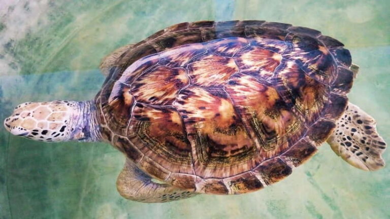 From Colombo: Galle Fort, Madu River, Bentota Day Tour - The Madu River Boat Safari: A Nature Lover’s Dream