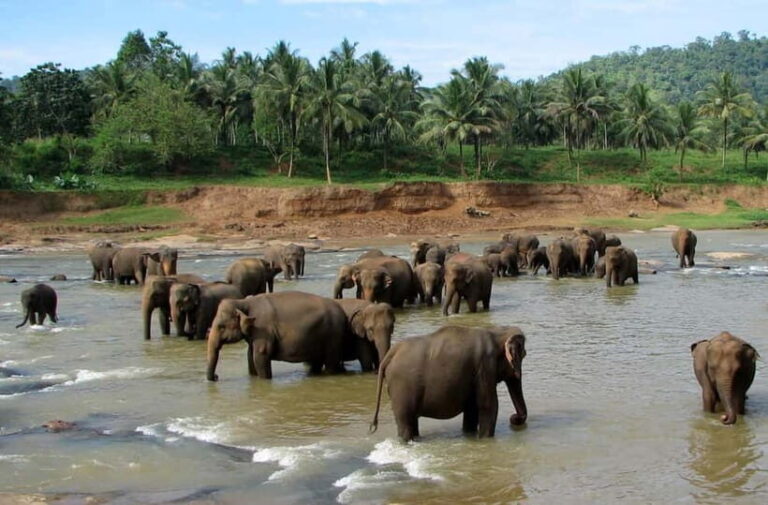 From Colombo: Kandy and Pinnawala Orphanage Short Excursions - The Elephant Experience: A Closer Look