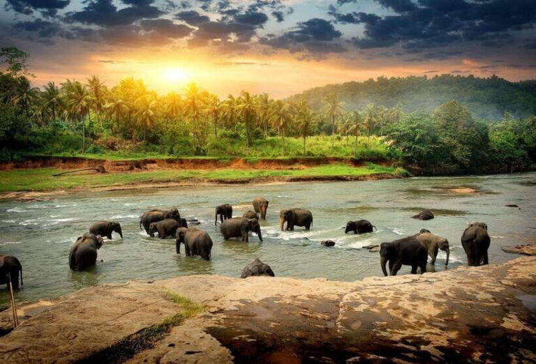 From Colombo: Kandy, Pinnawala and Tea Factory Full-Day Trip - Pinnawala Elephant Village: The Heart of the Day