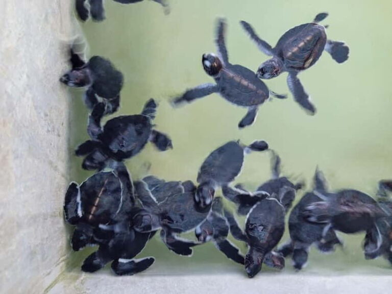 From Colombo/Negombo: Galle, Madu River, and Turtle Hatchery - Final Thoughts
