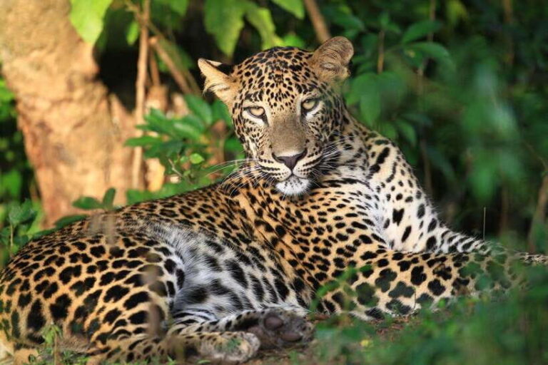 From Colombo/Negombo: Wilpattu National Park 4x4 Safari Tour - What Makes This Tour Stand Out?
