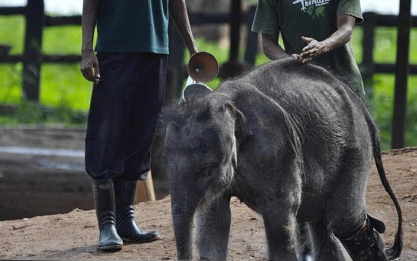 From Colombo: Udawalawe Park and Elephants Orphanage - What Makes This Tour Stand Out