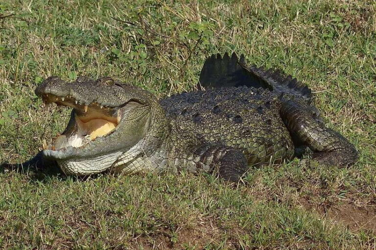 From Colombo: Yala and Ella 2-Day Tour with Jeep Safari - Exploring the 2-Day Itinerary