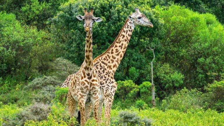 From Dar Es Salaam: 2 Day Mikumi and Chizua Waterfall Tour - Final Thoughts