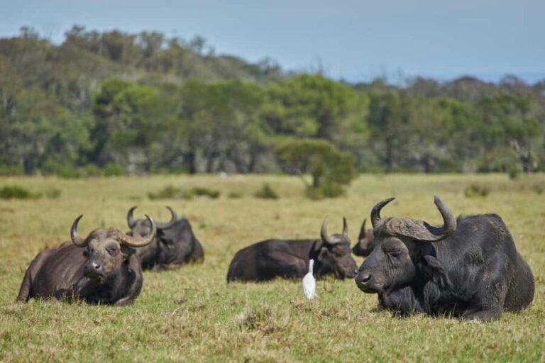 From Dar es Salaam: 2-Day Mikumi National Park Luxury Safari - Detailed Review: What to Expect from Your 2-Day Mikumi Safari