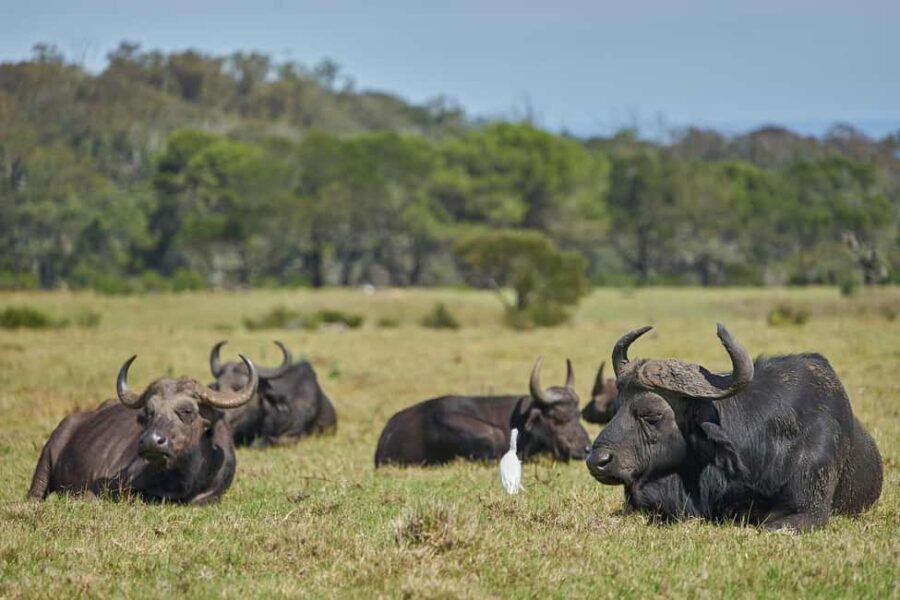 From Dar es Salaam: 2-Day Mikumi National Park Luxury Safari - Detailed Review: What to Expect from Your 2-Day Mikumi Safari