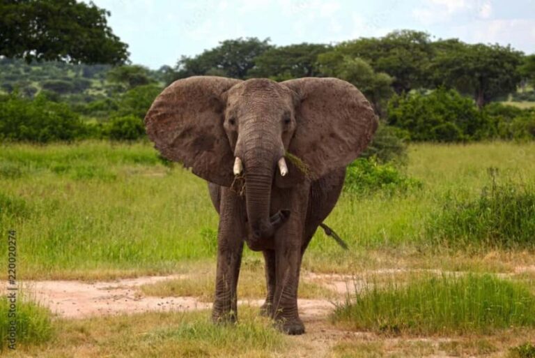 From Dar es Salaam: 3-Day Udzungwa and Mikumi Safari - Key Points