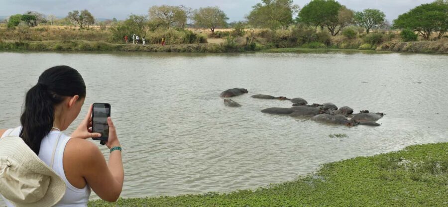 From Dar es Salaam: 3 Days Safari to Mikumi Park with Maasai - Day 2: A Full Day of Wildlife Exploration