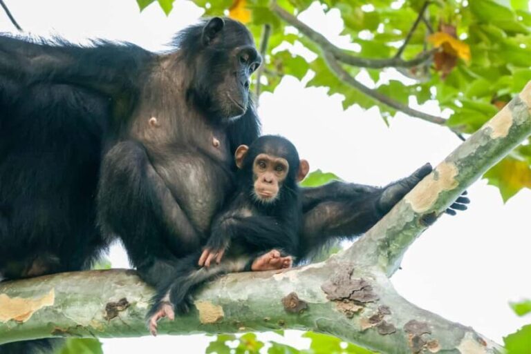 From Dar es Salaam: 5-Day Gombe National Park Tour - What You Can Expect from the Itinerary