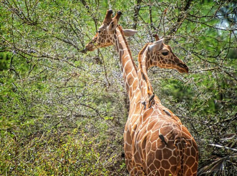 From Dar es Salaam: Mikumi and Ruaha National Parks 4-Day - The Value of the Tour