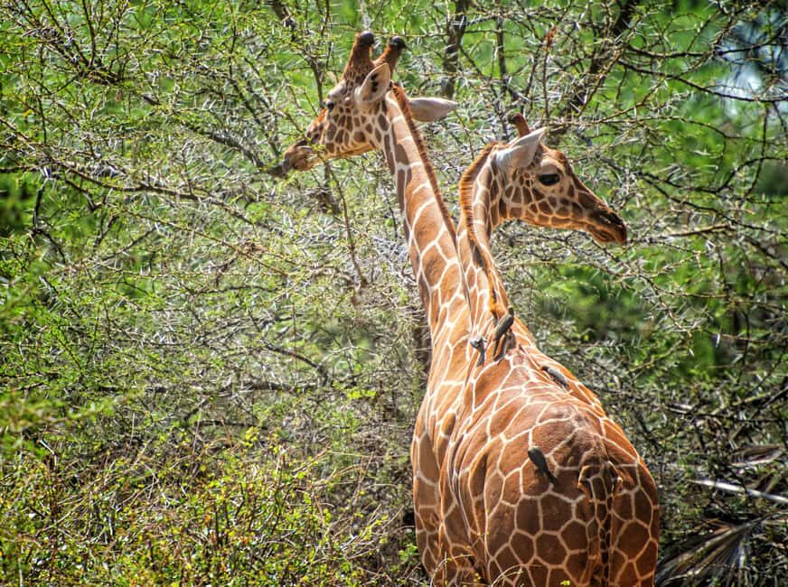 From Dar es Salaam: Mikumi and Ruaha National Parks 4-Day - The Value of the Tour